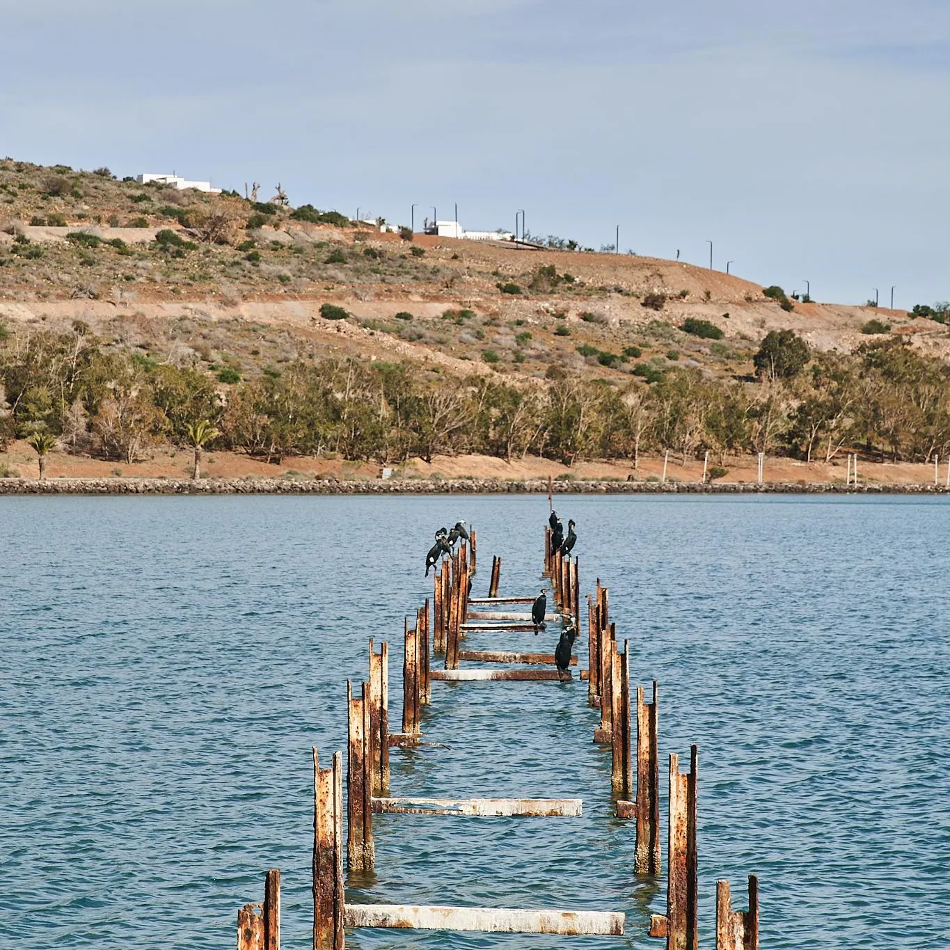 Vieux ponton en bois rouillé partiellement submergé dans une étendue d'eau avec des oiseaux perchés dessus, en arrière-plan une colline aride avec quelques arbres et constructions